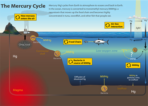 How Mercury gets into Fish